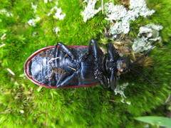 Coraliomela quadrimaculata