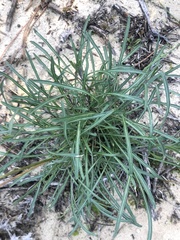 Erysimum suffrutescens