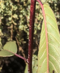 Frangula californica californica