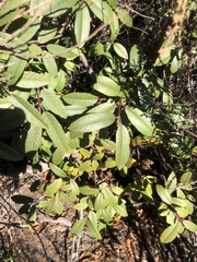 Frangula californica californica