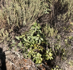 Frangula californica californica