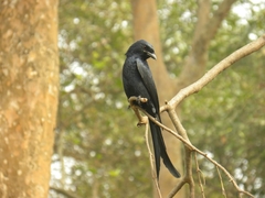 Dicrurus macrocercus