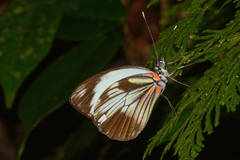 Pieriballia viardi