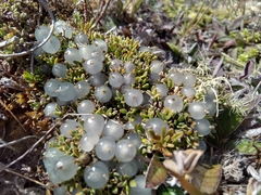 Coprosma petriei