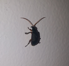 Cochabamba marginata