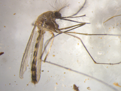 Culex pervigilans