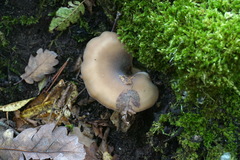 Hohenbuehelia geogenia
