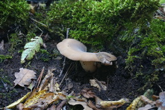 Hohenbuehelia geogenia