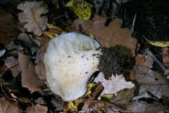 Hohenbuehelia geogenia