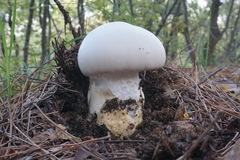 Amanita proxima