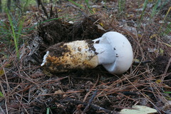 Amanita proxima