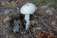 Amanita proxima