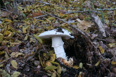Amanita proxima