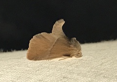 Apoda latomia