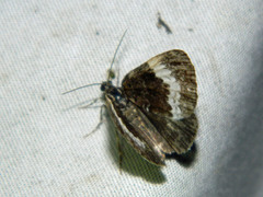 Spargania luctuata