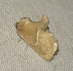 Apoda latomia