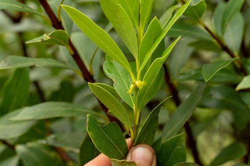 Wikstroemia oahuensis