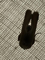 Apoda latomia