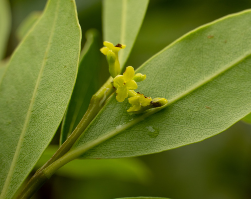 Wikstroemia oahuensis