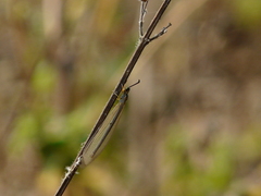 Myrmeleontidae