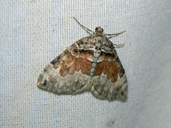 Dysstroma hersiliata