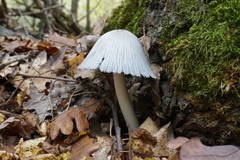 Coprinopsis alopecia
