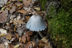 Coprinopsis alopecia
