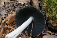 Coprinopsis alopecia