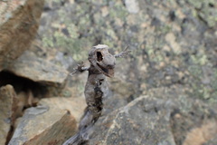 Woodworthia southern alps