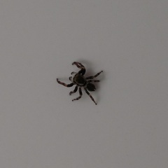 Maratus griseus