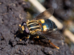Helophilus antipodus