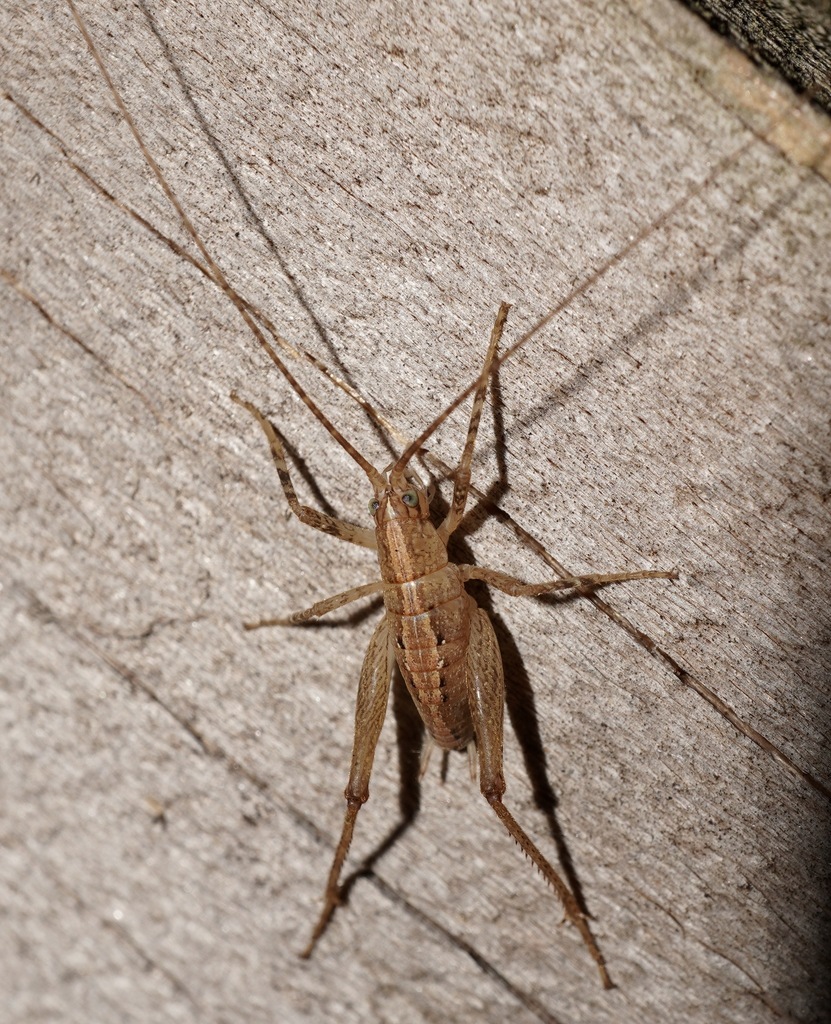 Isoplectron ferratum
