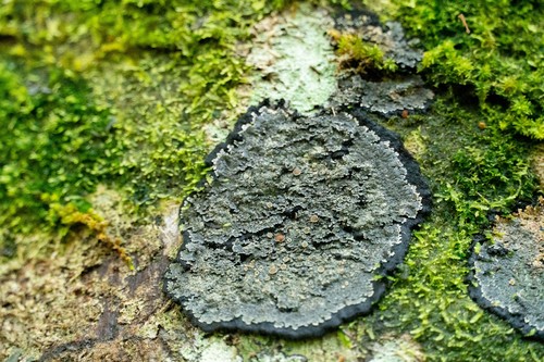 Lepidocollema marianum