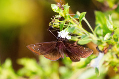 Ephyriades brunnea