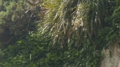 Libertia
