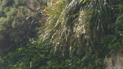 Libertia
