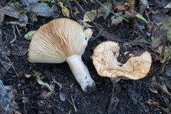 Lactarius mairei