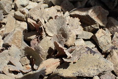 Ranunculus crithmifolius