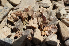 Ranunculus crithmifolius