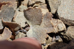 Ranunculus crithmifolius