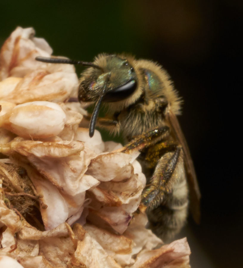 Peacock Sweat Bee