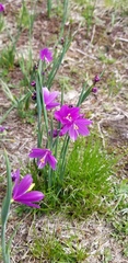 Olsynium douglasii douglasii