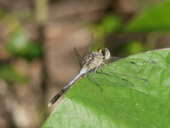 Diplacodes trivialis