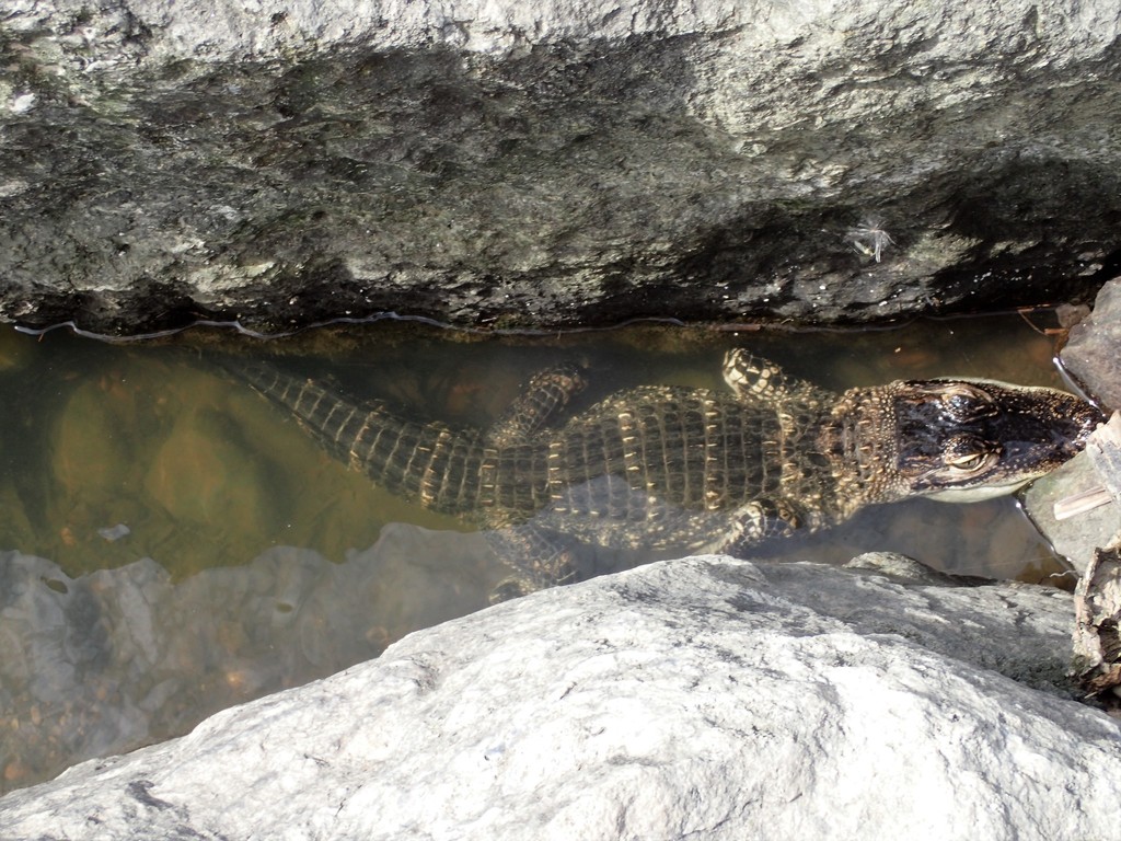 American Alligator from The Ohio State University, Columbus, OH, USA on