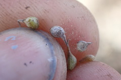 Ranunculus crithmifolius