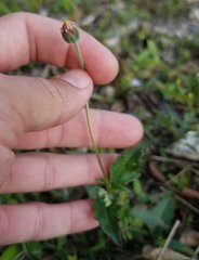 Tridax procumbens image
