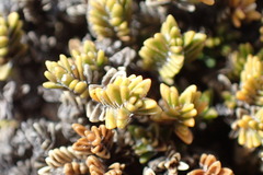 Veronica densifolia