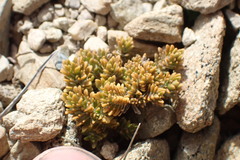 Veronica densifolia
