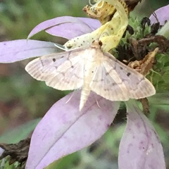 Agrimonia incisa