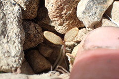 Ranunculus crithmifolius